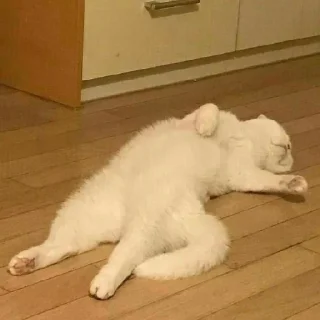 🐈