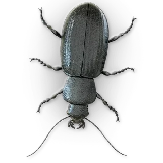 🐞