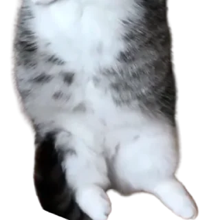 😺