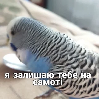 🐦
