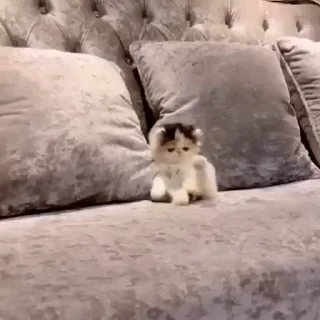 🌟