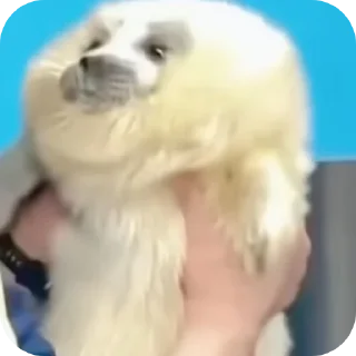 🤲