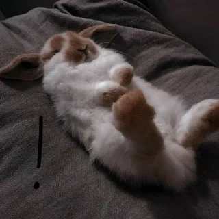 🐰