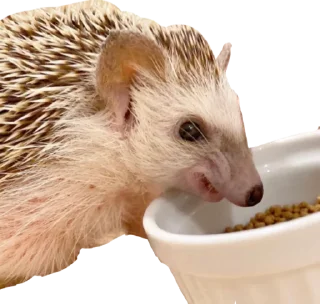🥘