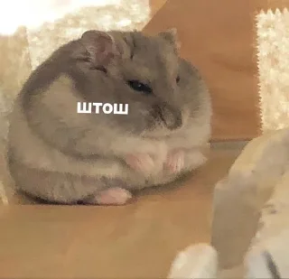 🧨