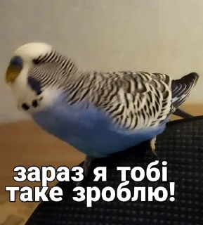 🐦
