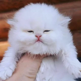 😺