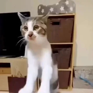 🐈