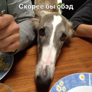 🍽