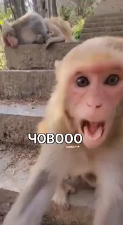 🤩