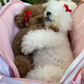 🐶