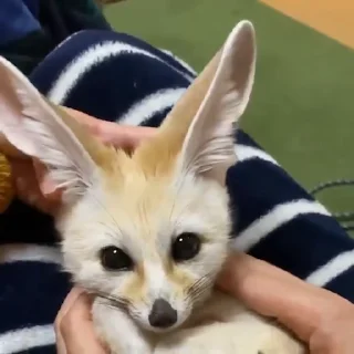 🦊