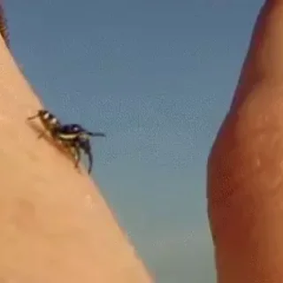🕷