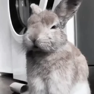 🐇