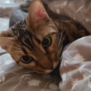 🤩