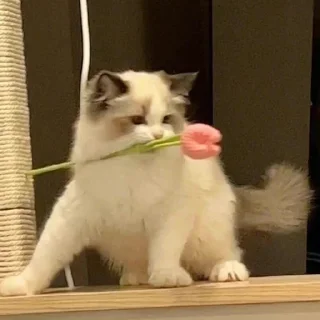 😘