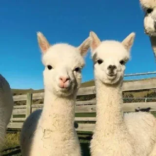 🦙