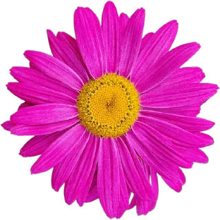 🌸