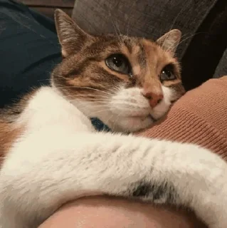 🥺