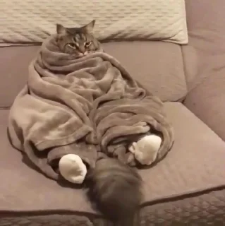 🛋