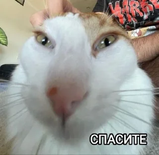 🙀