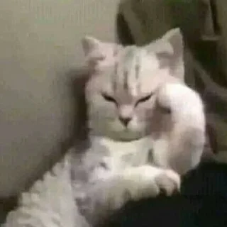 😤