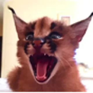 😲