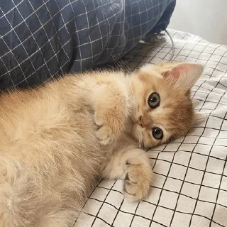 🥸