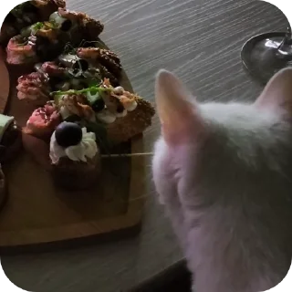 🐱