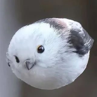 🫡