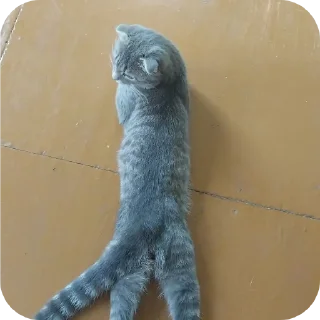 🐱