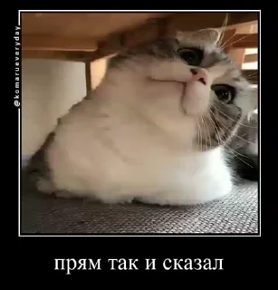 😾