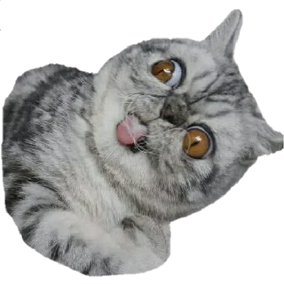 🤪
