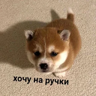 🥺