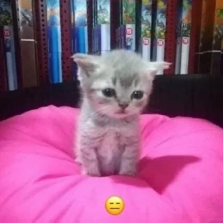 🎀