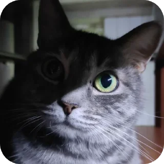 🐱