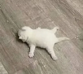 🥺