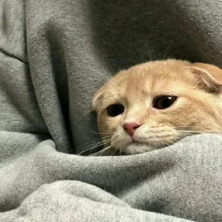 😺