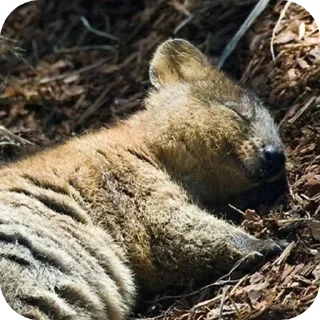 💤