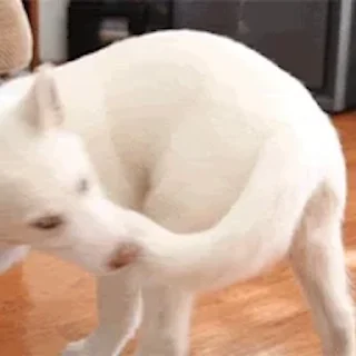 🐕