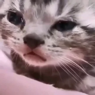 😢