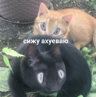 🙊
