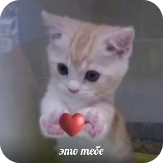 🐱