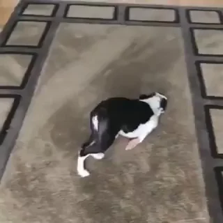 🐾