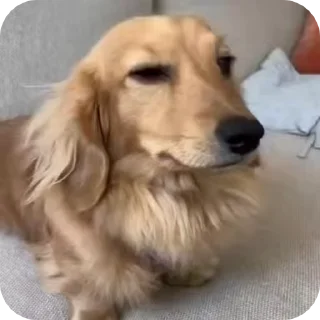 🐶