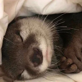 😴