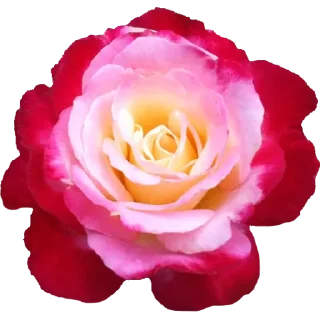 🌹