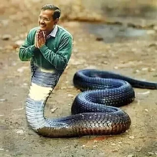 🐍