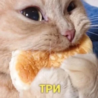 🍰