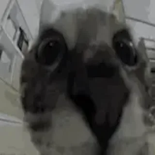 🙀